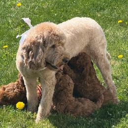 Raya - Goldendoodle
