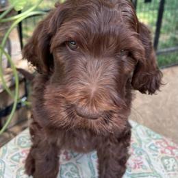 Assorted Doodle Crosses, Australian Labradoodle, Goldendoodle, and Newfoundland Puppies from Twin Sisters Doodles