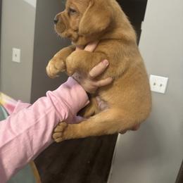 Girl 3 - Labrador Retriever puppy from Red White & True Labradors