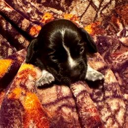 Ms. Pink - Black tan and bluetick female Beagle puppy in Viper, Kentucky from Mountain Top
