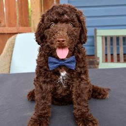 Scrumdiddlyumptious - Brown male Bernedoodle puppy in Ohio from Moore Doodles