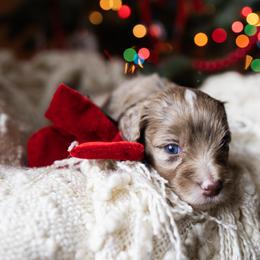 Aussiedoodle and Australian Mountain Doodle Puppies from Farmstead Doodles