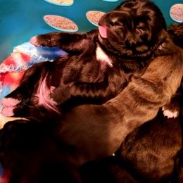 Cane Corso Puppies from King of Kings Cane Corso