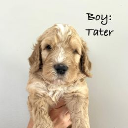 Black Boy - Tater - Yellow and white male Bernedoodle puppy in Moulton, Alabama from Triple W Doodles
