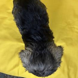 CHEYANNE - Black female Miniature Schnauzer puppy in Pisgah, Alabama from Mashburns Little Munchkins