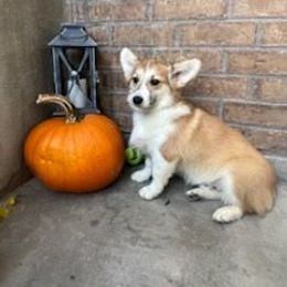 Jack - Red male Pembroke Welsh Corgi puppy in Payson, Utah from Blue Moon Farms