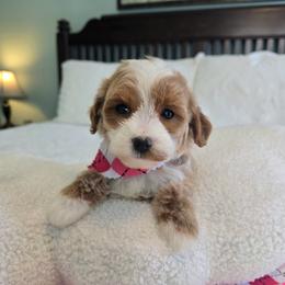 Jenson - 1 lb 14 oz - Red  female Goldendoodle puppy in Floyd, Virginia from Hearts and Paws Poodles and Doodles