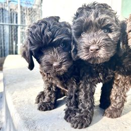 Australian Labradoodle Puppies from Sun Canyon Australian Labradoodles