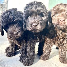 Australian Labradoodle Puppies from Sun Canyon Australian Labradoodles