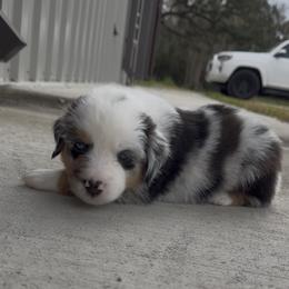 Marshall - Blue merle male Miniature Australian Shepherd puppy in Sweeny, Texas from Peach Creek Minis
