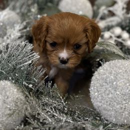 Cinderella - Ruby female Cavalier King Charles Spaniel puppy in Salina, Utah from Corner house cavaliers