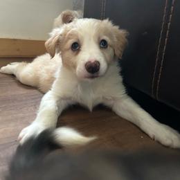 Mustard - Gold merle female Border Collie puppy in Franklin, Maine from Broad Meadow Borders