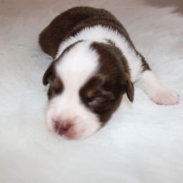 Boy 1 - Miniature Australian Shepherd puppy in Corydon, Indiana from Arbuckle’s Lookin Good Aussies (LGA)