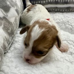 Sapphire - Merle female Maltipoo puppy in Fredericksburg, Ohio from Edna Keim