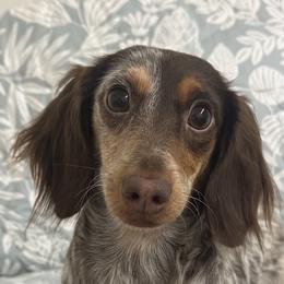 Penny- pet only no breeding - Piebald female Dachshund puppy in Lakeland, Florida from Elite Doxies Florida