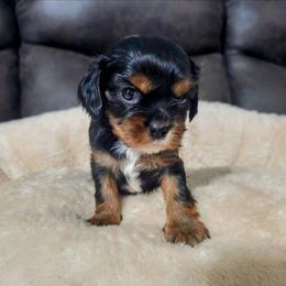 Artemis - Black and tan female Cavalier King Charles Spaniel puppy in Neosho, Missouri from Pups on the Ridge