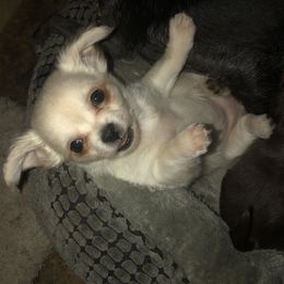 Raine - Cream and white female Chihuahua puppy in Amelia, Virginia from Pannell’s Precious Pups