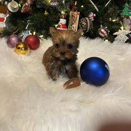 Prancer (Brown) - Liver male Yorkshire Terrier puppy in Hardeeville, South Carolina from Pups of the Lowcountry