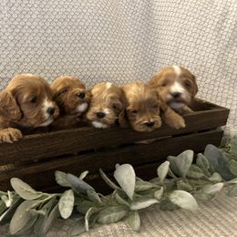 Cavapoo Puppies from Poppy Garden Doodles