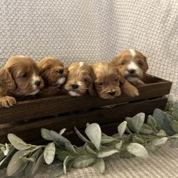 Cavapoo Puppies from Poppy Garden Doodles