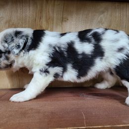 Miniature Australian Shepherd and Toy Australian Shepherd Puppies from Beasley Acres Aussies