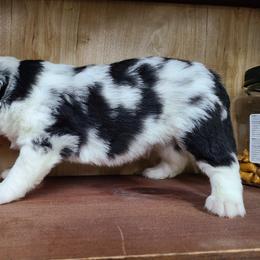 Miniature Australian Shepherd and Toy Australian Shepherd Puppies from Beasley Acres Aussies