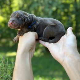 Brown boy - blue color - Red and rust male Doberman Pinscher puppy in Old Bridge, New Jersey from Wizard Ost Revolution kennel