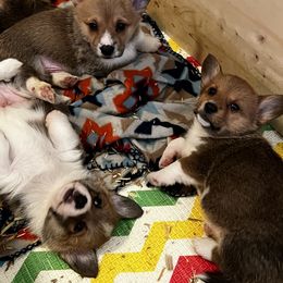 Pembroke Welsh Corgi Puppies from Camp Corgis