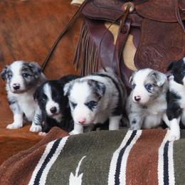 Border Collies from Alaska Border Collies