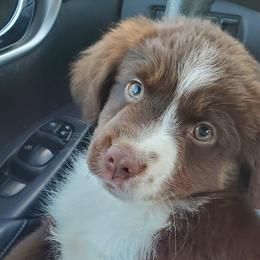 Chanel - Miniature Australian Shepherd puppy in Roseville, California from Golden State Mini Aussies