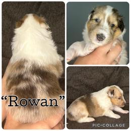 Rowan - Sable merle and white male Shetland Sheepdog puppy in Aumsville, Oregon from Porter Creek Kennels