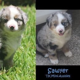 Miniature Australian Shepherd and Toy Australian Shepherd Puppies from TK Mini Aussies