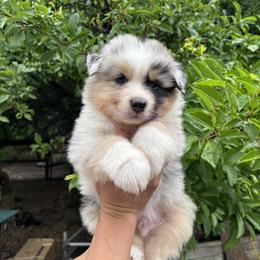 Australian Shepherd Puppies from Luna Lane Aussies