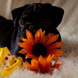Pug Puppies from Pugs R 4 U in KY