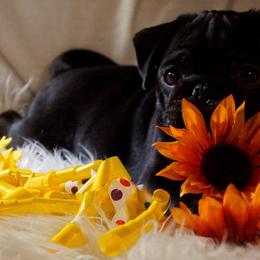 Pug Puppies from Pugs R 4 U in KY