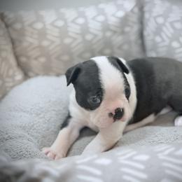Felix - Black and white male Boston Terrier puppy in Edgewater, Florida from Bluewater Bostons