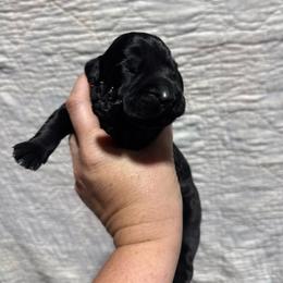 Gala - Black and white female German Wirehaired Pointer puppy in Mora, Minnesota from Reinberg Kennel