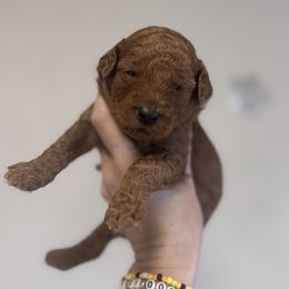 Crunch - Red  male Goldendoodle puppy in Mustang, Oklahoma from The Doodle grove