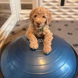 Green Gurl - Apricot female Poodle puppy in Vancleave, Mississippi from Royal Dixie Standard Poodles