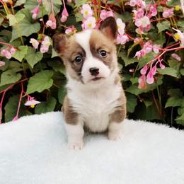 American Corgi and Pembroke Welsh Corgi Puppies from Whimsical Treasure Corgis