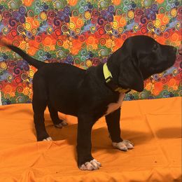 Boy 2 - Macho - Apricot male Mastiff puppy in Racine, Wisconsin from FrontlineK9 Boarding & Training LLC