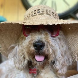 Aussiedoodles, Bernedoodles, Goldendoodles, and Labradoodles from Guinn Family Farms