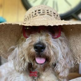 Aussiedoodles, Bernedoodles, Goldendoodles, and Labradoodles from Guinn Family Farms