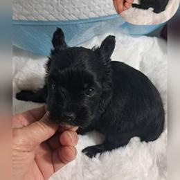 Parris girl 1 - Black and tan female Yorkshire Terrier puppy in Delano, Tennessee from Nemec's Yorkies