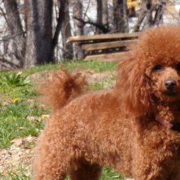 Labrador Retrievers and Poodles from Scenic hills kennels