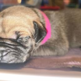Emily - Fawn female Great Dane puppy in New York from Port Bay Danes