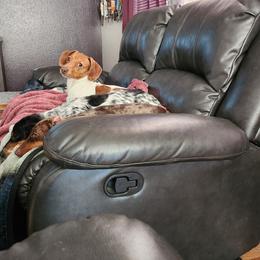 Franklin - Dachshund
