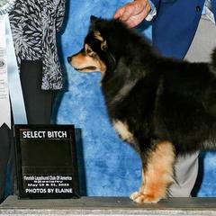 Finnish Lapphunds and Leonbergers from Legendary Leonbergers and Finnish Lapphunds