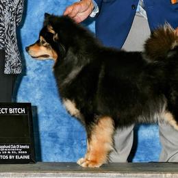 Finnish Lapphunds and Leonbergers from Legendary Leonbergers and Finnish Lapphunds
