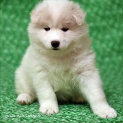 Samoyed Puppies from Desert Rose Samoyeds